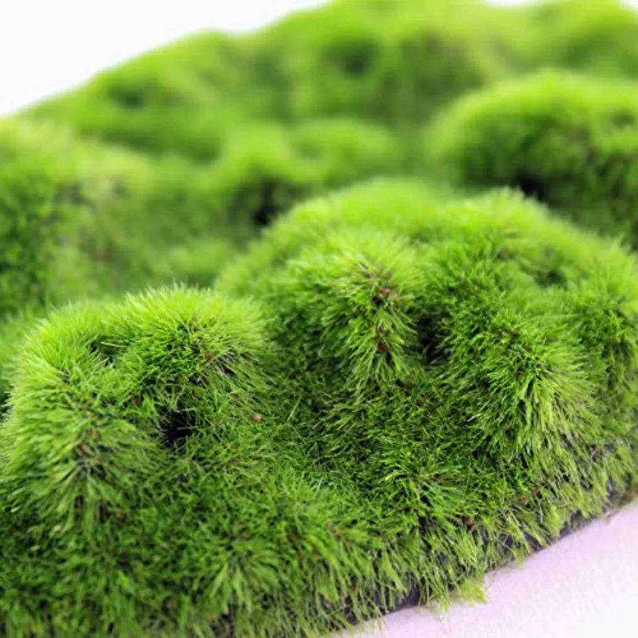 Hign-Concerned AquaFlora Resin Decoration With Glosso Seeds Moss Patch EcoFriendly