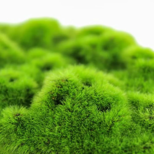 Hign-Concerned AquaFlora Resin Decoration With Glosso Seeds Moss Patch EcoFriendly