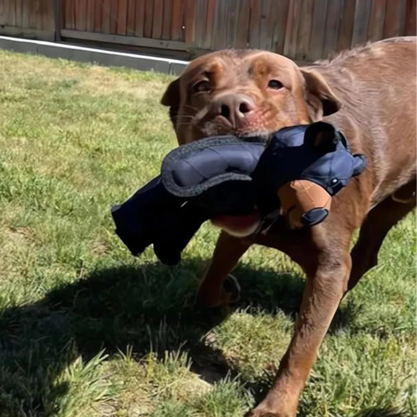 Hign-concerned Squeaky Plush Teddy Bear Indestructible Dog Toy UltraDurable Squeaker