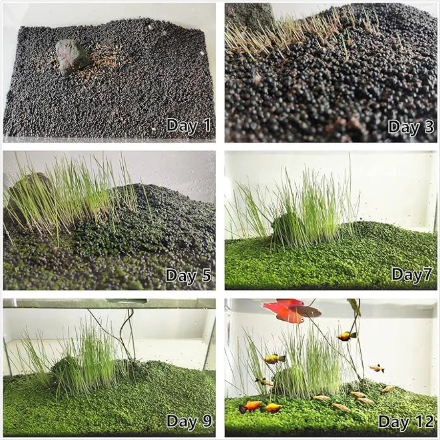 Hign-concerned Premium Aquarium Plant Seed Collection For Freshwater Tanks Grass