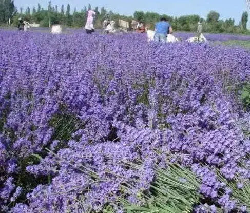 XMSJ Lavender Sachets Set For Closets And Drawers Fresh